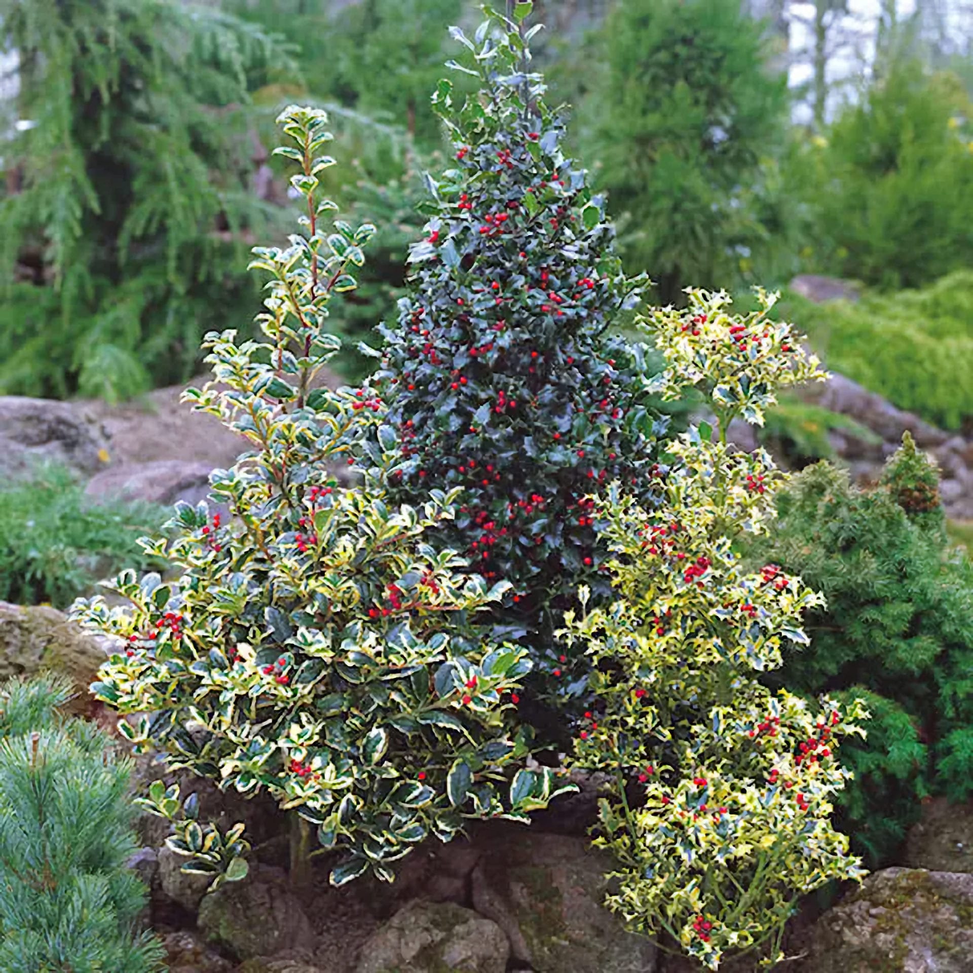 holly - large