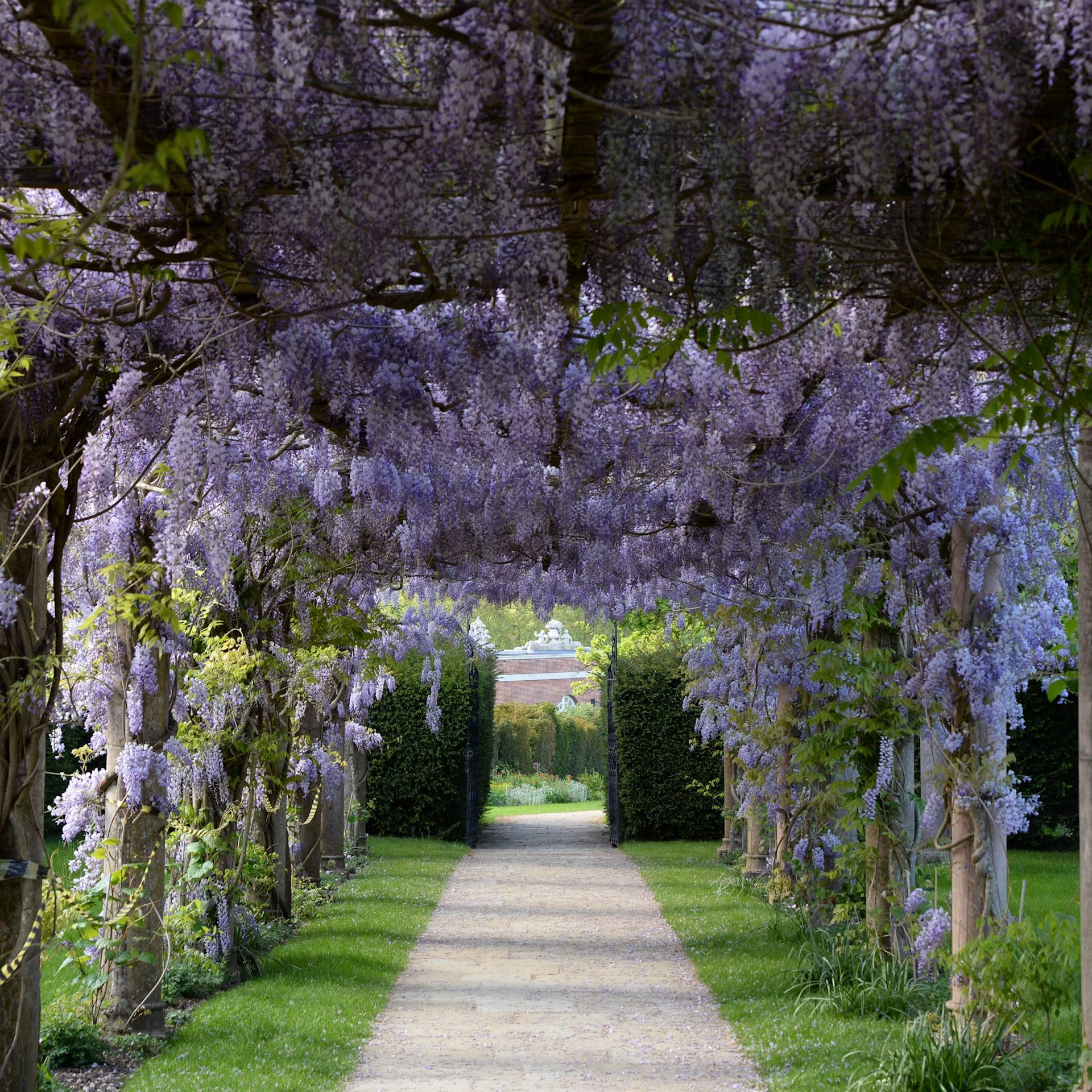 Pruning Wisteria