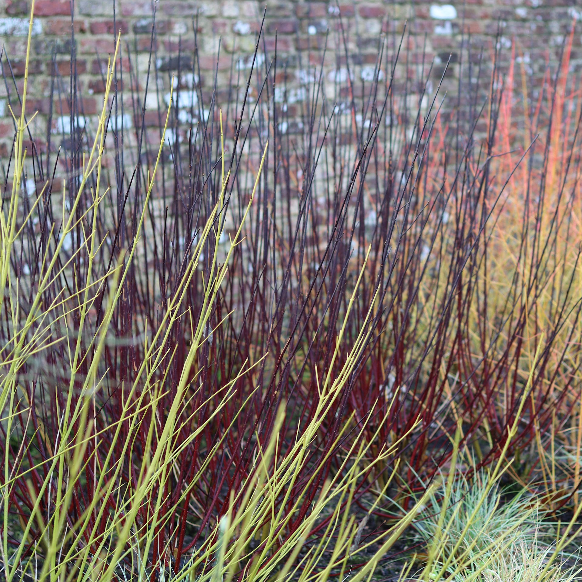 How to Prune Cornus Dogwoods