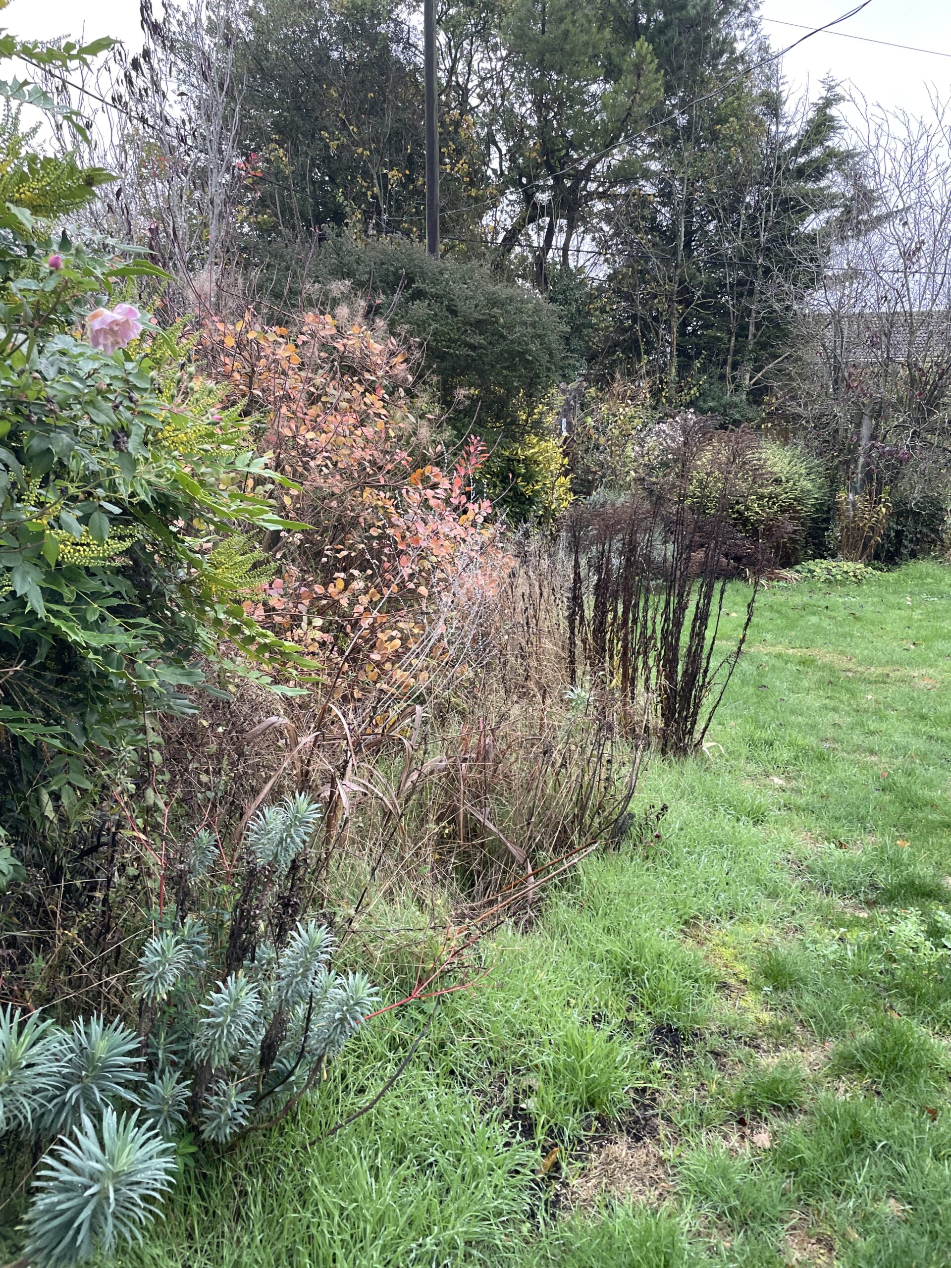 Scruffy Border Problem