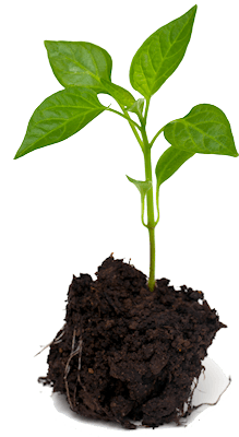 Garden Planting Service Bury St Edmunds